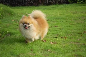 博美犬生理期怎么办