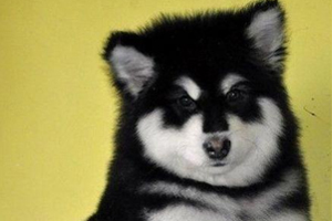 阿拉斯加犬年龄怎么看
