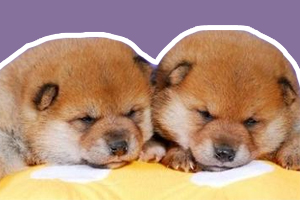 柴犬幼犬怎么养