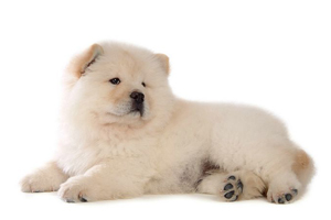 松狮吃什么食物