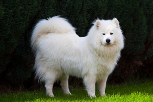 萨摩耶吃什么最好