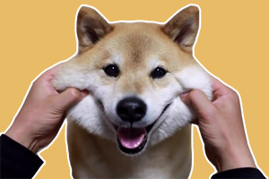 柴犬吃什么爆脸