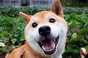 柴犬吃什么狗粮好