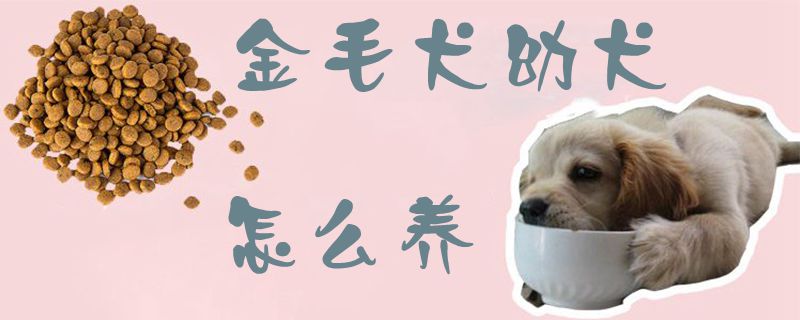 金毛犬幼犬怎么养1