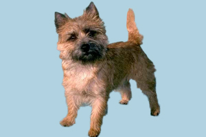 凯安梗选购技巧有哪些