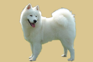 萨摩耶吃什么水果