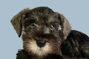 迷你雪纳瑞标准有哪些