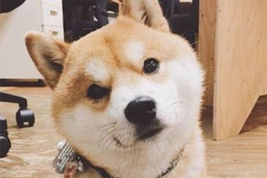 柴犬幼犬怎么辨别