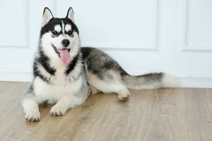 哈士奇不吃狗粮怎么办