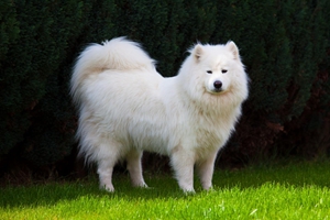 萨摩耶犬不能吃什么