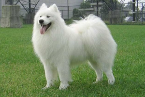 萨摩耶犬不吃饭怎么办