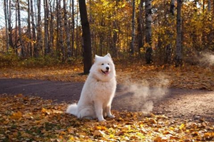 养萨摩耶犬要注意什么