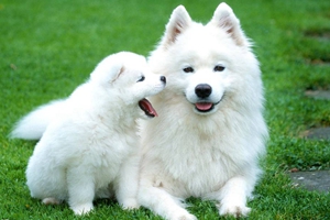 两个月萨摩耶犬怎么养
