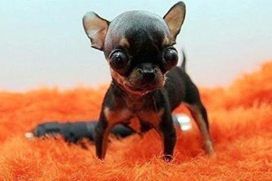 吉娃娃不吃东西怎么办