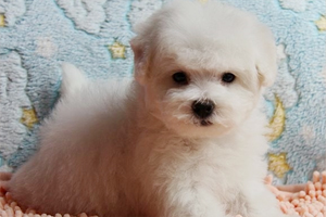 比熊到了冬天怎么养