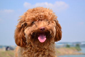 泰迪狗的特点有哪些