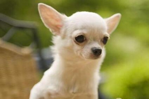 吉娃娃不能吃什么