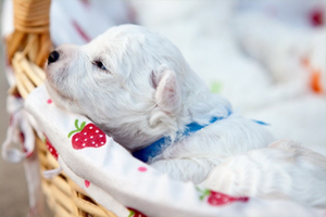 小比熊不吃东西怎么办