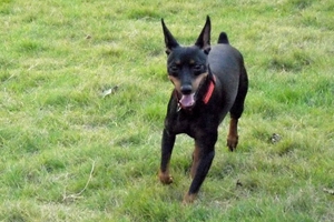 小鹿犬不吃狗粮怎么办