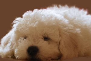 比熊不吃东西没精神怎么回事