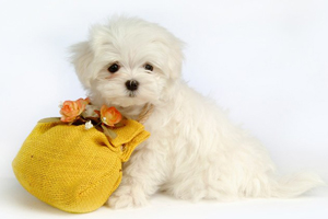 卷毛比熊犬吃什么