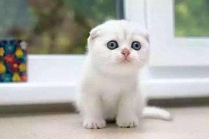 美短吃什么长得胖