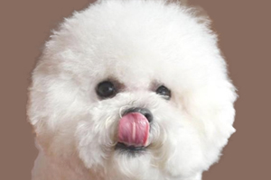 比熊挑食怎么办