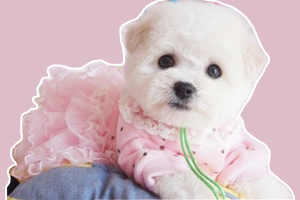 比熊幼犬挑食怎么办