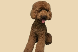 巨贵犬不能吃什么