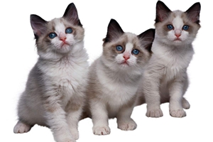 布偶猫不吃东西怎么办