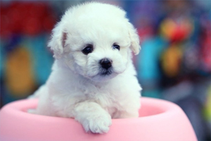 比熊幼犬晚上叫怎么办