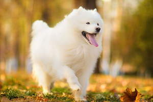 萨摩耶吃什么东西