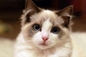 布偶猫喂养注意事项有哪些