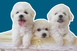 比熊犬晚上会乱叫叫怎么办