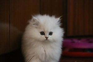 金吉拉猫幼猫怎么喂养