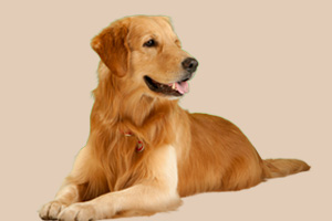 金毛犬吃什么食物最好