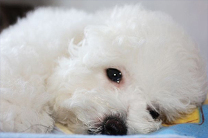 比熊晚上不睡觉怎么办