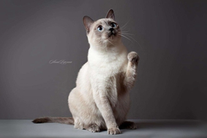 暹罗猫不吃猫粮怎么办