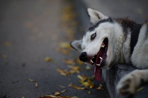 二哈不能吃什么