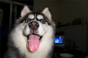 二哈怎么看纯不纯