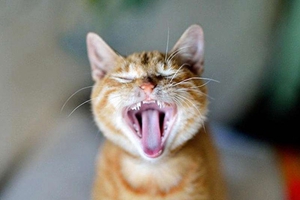 猫咪口腔怎么护理 猫咪口腔护理步骤