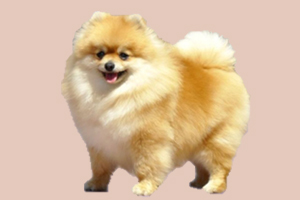 博美犬好养吗 博美犬好不好养