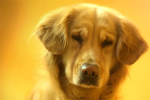 狗狗吃什么毛亮