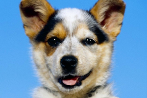 狗狗吃什么长毛快