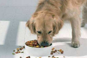 小狗不吃狗粮怎么办