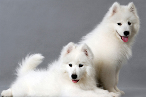 萨摩狗狗吃什么长毛快