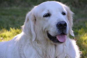 成年金毛犬吃什么