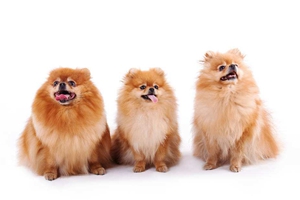 小博美不吃狗粮怎么办