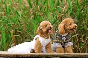 泰迪狗狗不吃狗粮怎么办