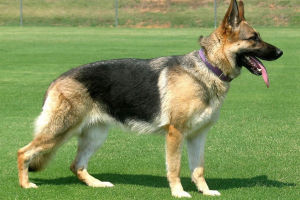 德国牧羊犬幼犬吃什么